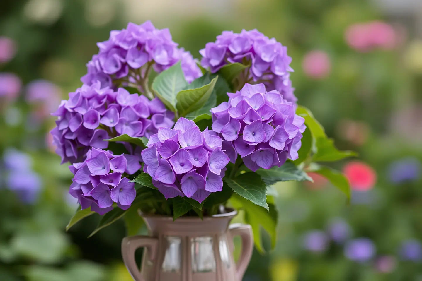 Purple Hydrangeas